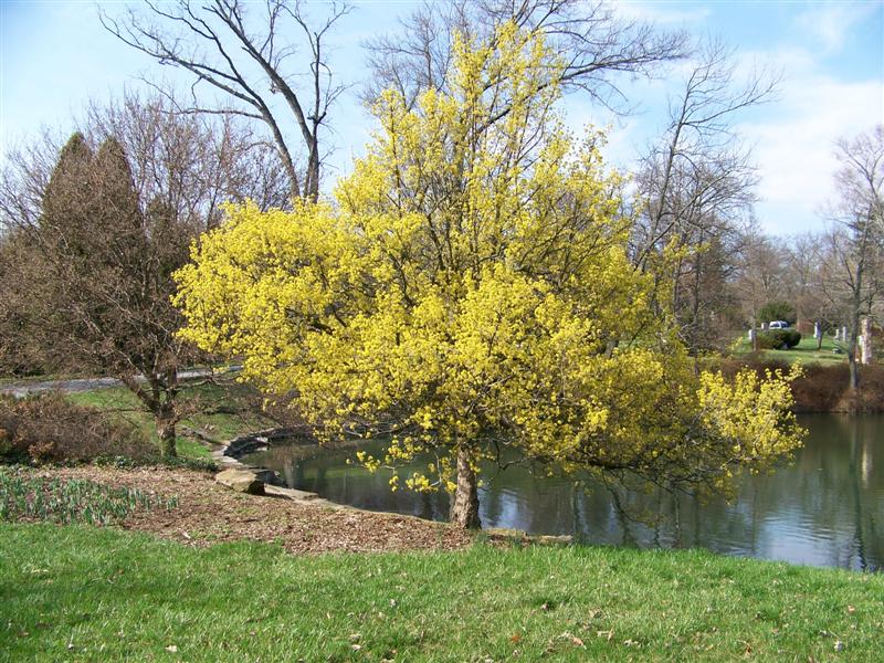 Czonius Tree Tree Search